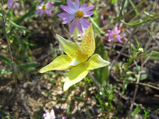 Fototapeta premium Cowslip orchid