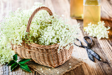 Fototapeta na wymiar Elder flowers in basket and syrup on wooden table with rustic scissors..Herbs blossom for healthy life.