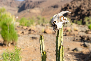 coat skull