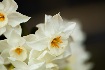Obraz na płótnie Canvas white flowers in the garden 