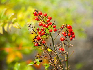 red berries of viburnum on a branch