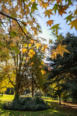 background autumn in the park