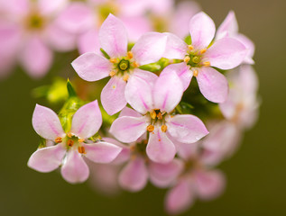 pink flowers on a green background