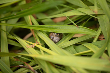snail under grass