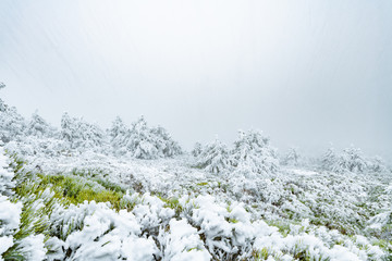 white flowers in snow