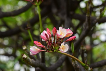 Colorful flowers in the garden.Plumeria flower blooming.