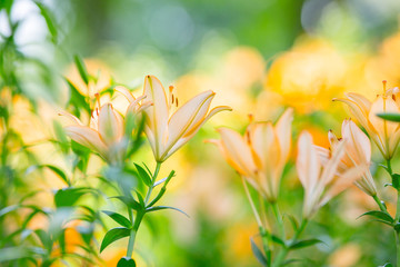Obraz premium ユリの花畑