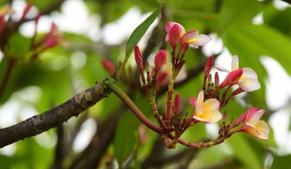 Colorful flowers in the garden.Plumeria flower blooming.Beautiful flowers in the garden Blooming in the summer	