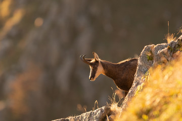 portrait de chamois