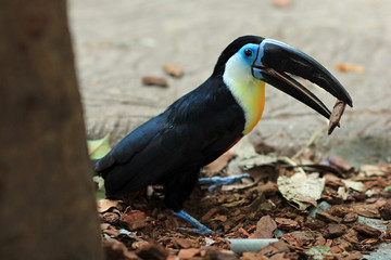 Close up of a bird toucan playing with wood