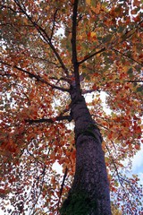trees with autumn colors in autumn season
