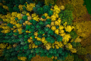Wald im Herbst von oben