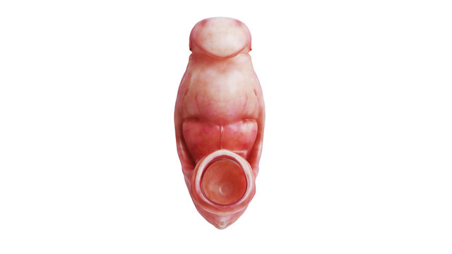 Embryo human fetus unborn baby, front view. 3D rendering