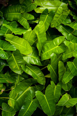 Green leaves and sunlight in morning. Spring blurred background