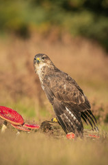 Common Buzzard, Buteo buteo