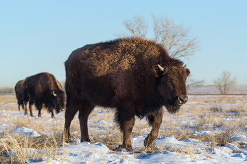 American Bison on the High Plains of Colorado