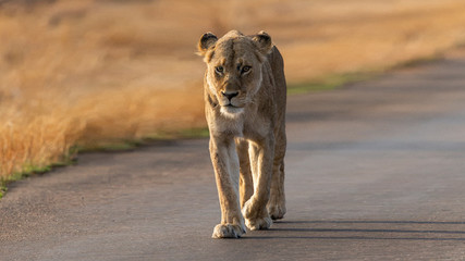 Lioness in the Kruger National Park 