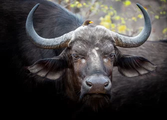 Fotobehang Afrikaanse buffel in het Kruger National Park © Sheldrickfalls
