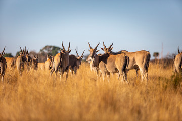 Naklejka na ściany i meble Kruger National Park South Africa 