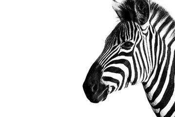 Papier Peint photo Lavable Zèbre Burchells Zebra dans le parc national Kruger en Afrique du Sud
