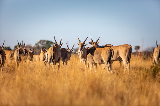 Kruger National Park South Africa 