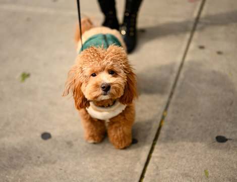Havapoo Puppy Looking at Camera