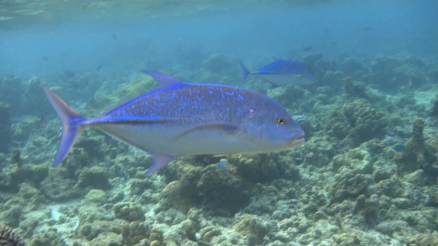 Bluefin trevally (Caranx melampygus) swimming over the coral reef. 4K