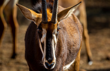 Sable Antelope in private game reserve in South Africa 