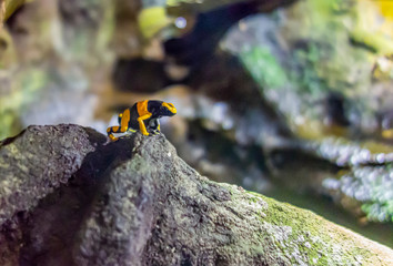 Yellow-banded poison dart frog