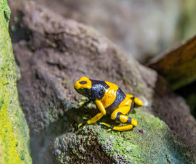 Yellow-banded poison dart frog