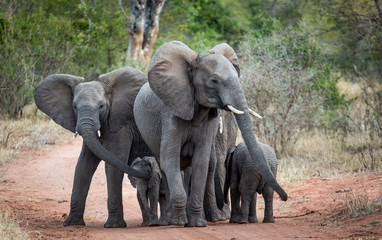 Fototapeta na wymiar African Elephants in the kruger national park 