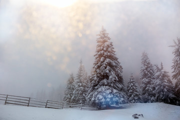 Fototapeta na wymiar Beautiful winter landscape with snow covered trees in fog