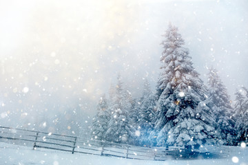 Fototapeta premium Beautiful winter landscape with snow covered trees in fog
