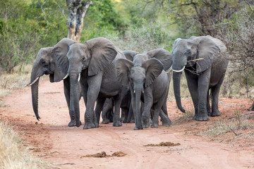 Fototapeta na wymiar African Elephants in the kruger national park 