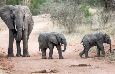 African Elephants in the kruger national park 