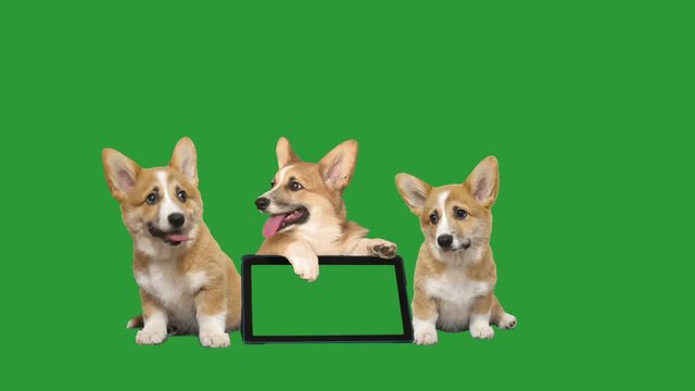 puppy welsh corgi and electronic tablet on a green screen