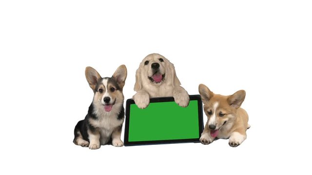 funny golden retriever and welsh corgi on a white background. electronic tablet with green screen, chroma key
