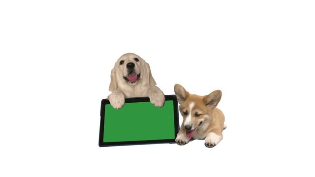 golden retriever and welsh corgi on a white background. electronic tablet with green screen, chroma key. 