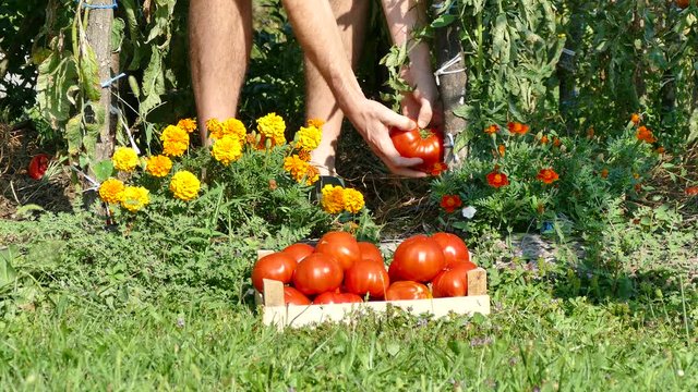 Picking up tomatoes in vegetable garden, UHD