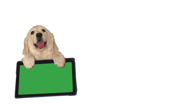 puppy on a white background. electronic tablet with green screen, chroma key