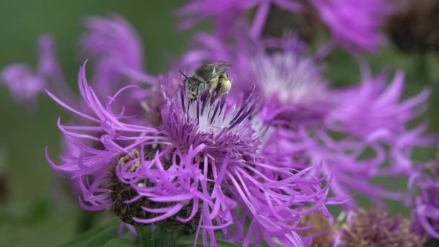 Wild solitary bee Osmia collects nectar and pollen on a flower of Brown Knapweed (Centaurea jacea)