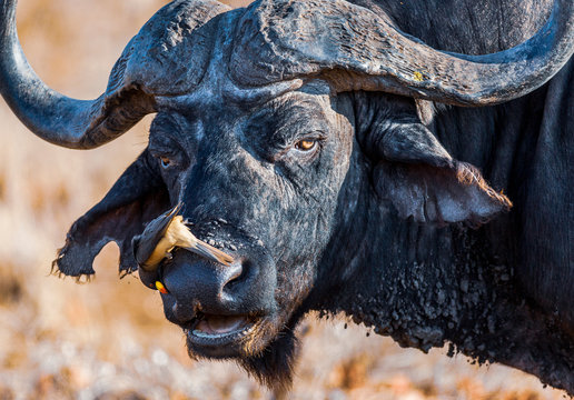 African Buffalo with Oxpeckers in the Kruger National Park 