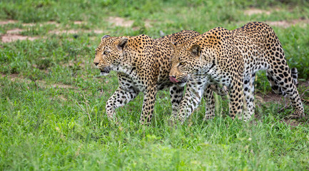 Leopard in Sabi Sands Kruger National Park South Africa  