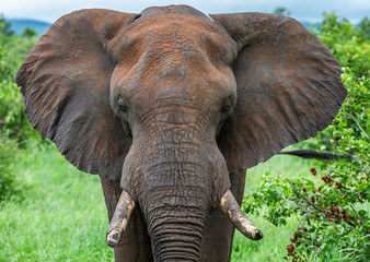Naklejka na ściany i meble Elephant bull in the Kruger National Park 