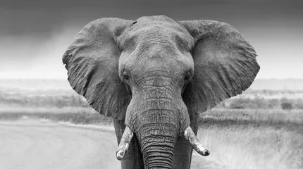 Möbelaufkleber Elephant bull in the Kruger National Park  © Sheldrickfalls