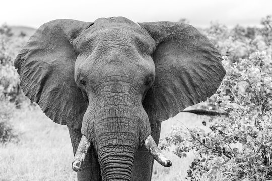 Elephant bull in the Kruger National Park 