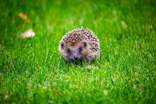 Hedgehog UK 