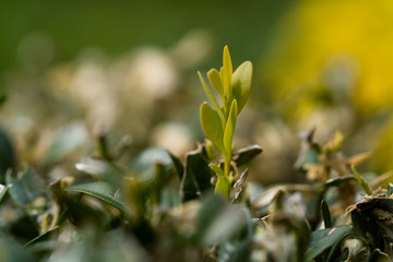 Kahlfrass am Buchsbaum durch Buchsbaumzünsler