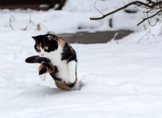 Bewegung Einfrierung. Die dreifarbige Katze (Julie) macht einen Sprung im Schnee.