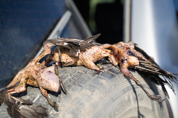heap of plucked ducks lying on a car wheel